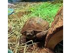 Wolverine, Tortoise For Adoption In Aurora, Illinois