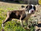 Pammi, American Pit Bull Terrier For Adoption In Taylors, South Carolina