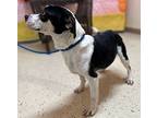 Minnie, Rat Terrier For Adoption In Wharton, Texas
