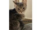 Stephanie - Center, Domestic Shorthair For Adoption In Oakland Park, Florida