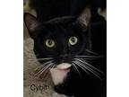Cybil - Center, Domestic Shorthair For Adoption In Oakland Park, Florida