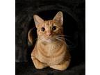 Robstown, Domestic Shorthair For Adoption In Cincinnati, Ohio