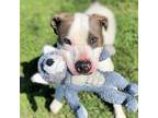 Corbin, American Pit Bull Terrier For Adoption In Laharpe, Kansas