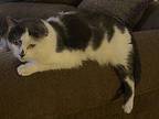 Big Boy, Domestic Shorthair For Adoption In Covington, Kentucky