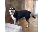 Minni, Terrier (unknown Type, Medium) For Adoption In Heber Springs, Arkansas