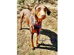 Tommy, Doberman Pinscher For Adoption In Belen, New Mexico