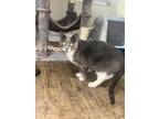 Samantha, Domestic Shorthair For Adoption In Blackwood, New Jersey