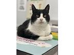 Haven, Domestic Shorthair For Adoption In Shakespeare, Ontario