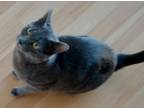 Violet, Domestic Shorthair For Adoption In Spruce Grove, Alberta