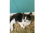 Pipsy, Domestic Shorthair For Adoption In Spruce Grove, Alberta