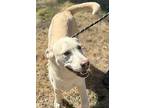 Brennon, Labrador Retriever For Adoption In Locust Fork, Alabama