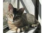 Biscotti, Domestic Shorthair For Adoption In Richardson, Texas