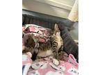 Gomez, Domestic Shorthair For Adoption In Cleveland, Ohio