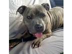 Cora, American Staffordshire Terrier For Adoption In Yukon, Oklahoma