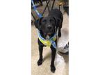 Tank, Labrador Retriever For Adoption In Yukon, Oklahoma