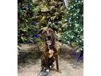 Eva, Staffordshire Bull Terrier For Adoption In Owenton, Kentucky