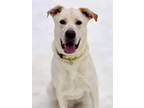 Chance~s23/24-0069, Labrador Retriever For Adoption In Bangor, Maine