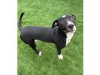 Inky 789301, American Pit Bull Terrier For Adoption In Hayden, Idaho