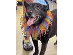 Penny, Labrador Retriever For Adoption In Olive Branch, Mississippi