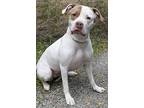 Ellie, American Staffordshire Terrier For Adoption In Chicago, Illinois