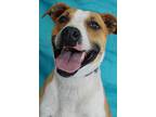 Roman, American Pit Bull Terrier For Adoption In Gilbert, Arizona