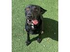 Mister, Labrador Retriever For Adoption In Rockwall, Texas