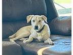 Billy, Labrador Retriever For Adoption In Phoenix, Arizona