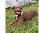 Seth, Labrador Retriever For Adoption In Whitehall, Pennsylvania