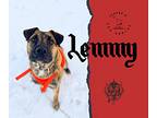 Lemmy, Labrador Retriever For Adoption In Regina, Saskatchewan