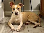 Cricket, American Staffordshire Terrier For Adoption In Yukon, Oklahoma