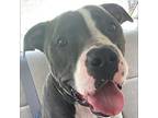 Joey Fishsticks, American Pit Bull Terrier For Adoption In Cocoa Beach, Florida