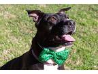 Adele, American Pit Bull Terrier For Adoption In Gilbert, Arizona