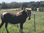 Lil' Man, Quarterhorse For Adoption In Harris, Missouri