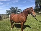 Chas, Quarterhorse For Adoption In Harris, Missouri