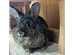 Juliette, Lionhead For Adoption In Long Island, New York