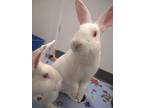 Snoop (bonded To Martha), Flemish Giant For Adoption In Squamish