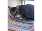 Birdman, Domestic Shorthair For Adoption In Barco, North Carolina