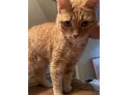 Sam, Domestic Shorthair For Adoption In Baltimore, Maryland