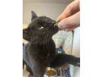 Jamal, Domestic Shorthair For Adoption In Guelph, Ontario