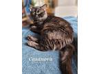 Cassanova, Domestic Shorthair For Adoption In Tulsa, Oklahoma