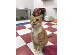 Pirate, Domestic Shorthair For Adoption In Thomasville, Georgia