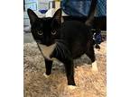 Carrey, Domestic Shorthair For Adoption In Hoover, Alabama