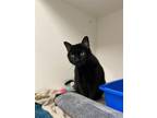 Izzy, Domestic Shorthair For Adoption In Guelph, Ontario