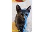 Forrest 4, Domestic Shorthair For Adoption In Hoover, Alabama