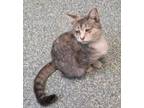 Adopt Tracy a Domestic Short Hair