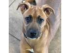 Adopt Daenerys a Labrador Retriever, Boxer