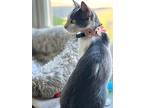 Rose, Domestic Shorthair For Adoption In Aliso Viejo, California