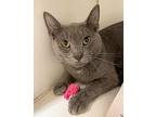 Ash, Domestic Shorthair For Adoption In Norwalk, Connecticut