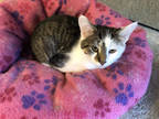Berry Bonded With Blue (blueberry Litter), Domestic Shorthair For Adoption In