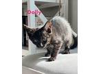 Dolly, Domestic Shorthair For Adoption In Hoover, Alabama